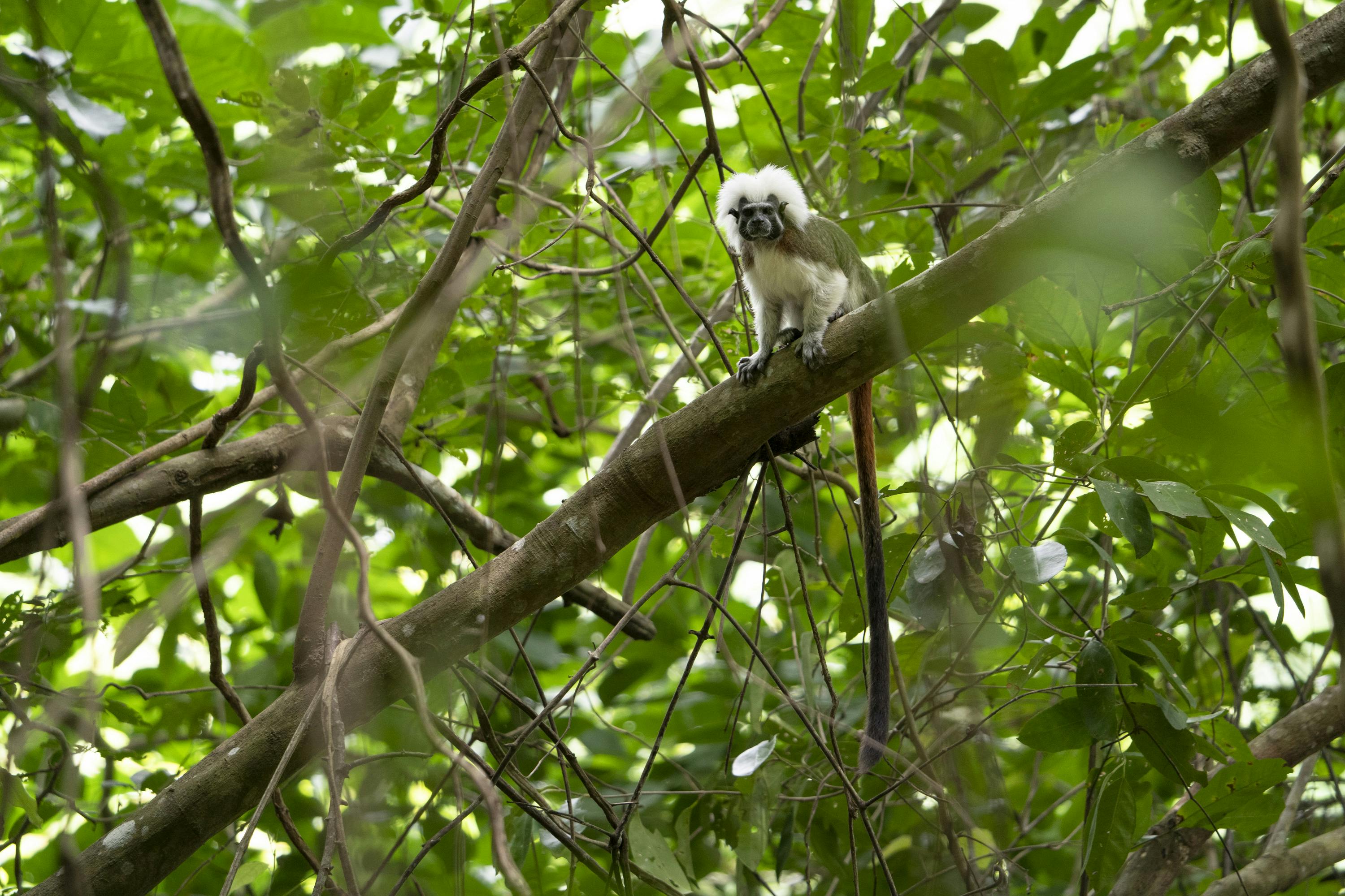 Cotton-top tamarins feed from more than 50 different trees in the forest (mostly fruits but also nectar and sap), becoming important seed dispersers to keep their forest healthy.